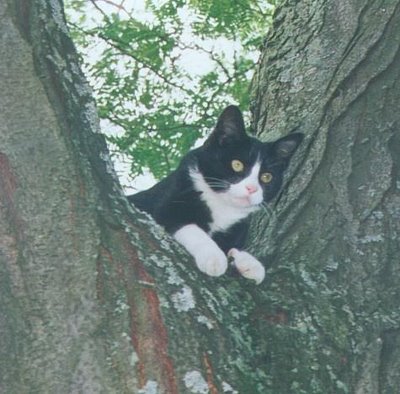Look at them go in funny pictures having a fine time, cat in a tree.