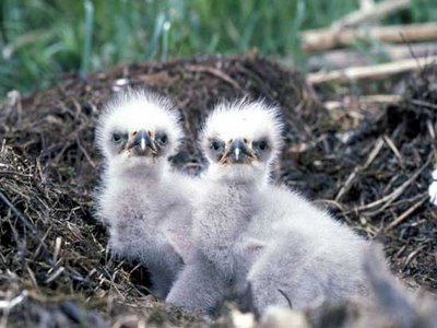 Are animals doing what you think they are doing in funny animal pictures, or are these chicks having you on.