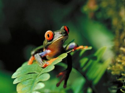 Do frogs know you are taking funny animal photos, real posers.