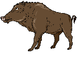 Wild boar gif animation