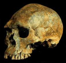 Kow Swamp skull skeleton