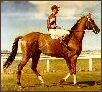 Phar Lap racehorse