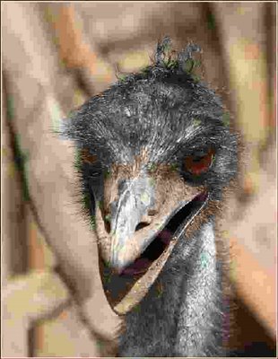 Watch out the emu is coming our way on funny photos doing what he does.