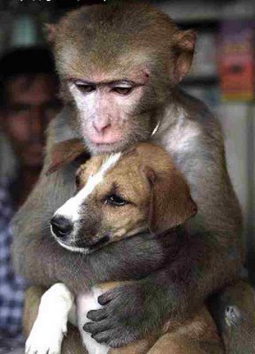 show your friends funny animal pictures like this monkey and dog - they will laugh.